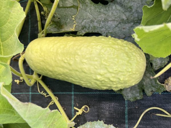 Calebasse - Mauritian Gourd (Large)  2 kg