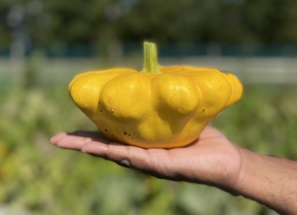 Patisson - Patty Pan - Medium (400 - 600g)